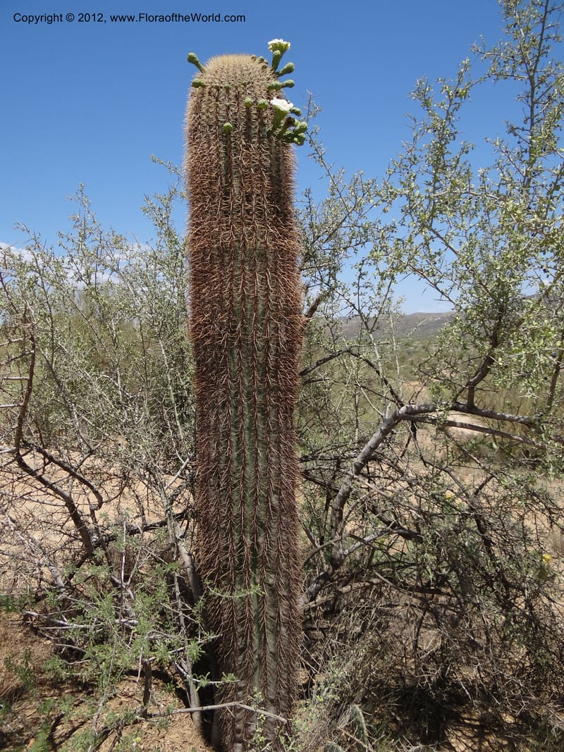 Carnegiea gigantea, Davidson, C 11933--AZ. Yavapai Co. Crown King Rd. 7 May 2012. DSC0894 1 (270).JPG