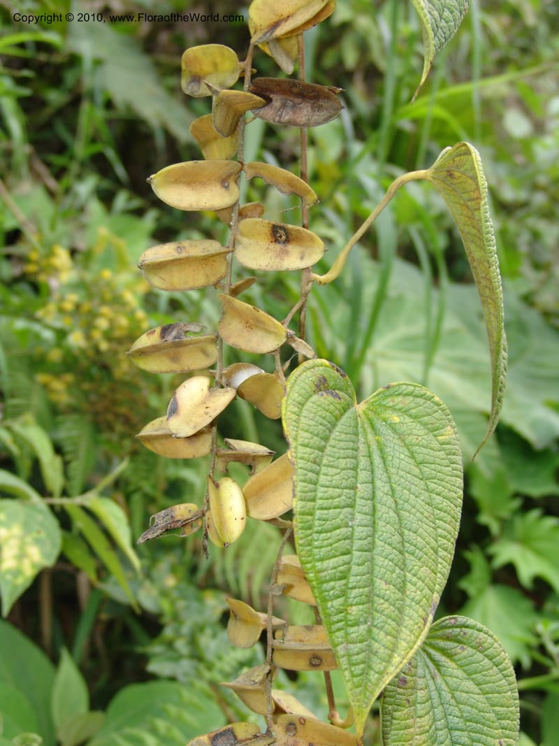 Dioscorea, Croat 96235--Ecuador. Prov. Pichincha. La Union-Chiriboga-Quito. 22 Mar 06. 205 (5).jpg
