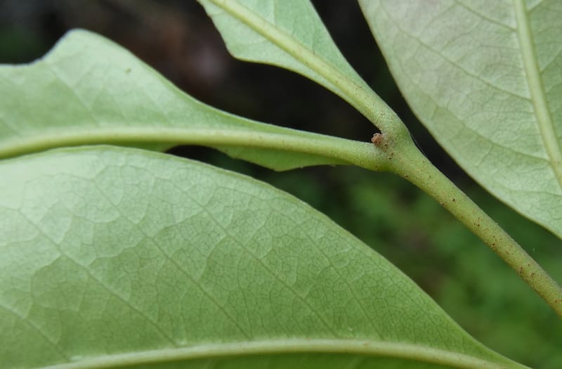Arytera brackenridgei, Lowry, P 7334--Fiji. Vesidrua Vill. 5 Nov 2015. DSC09139 (23).JPG