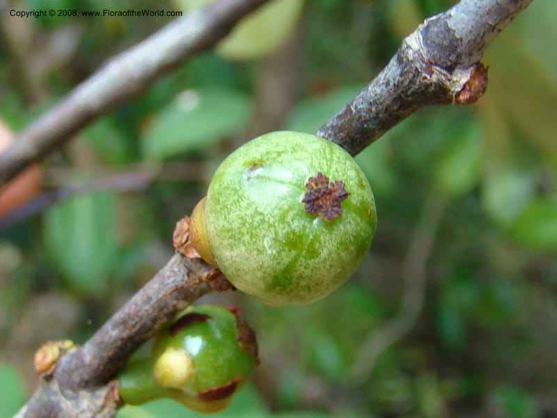 Garcinia neglecta, JMunzinger4668--N.Caled. Dumbea Dam in Dumbea Riv, S of Noumea. 11 Nov 07. 269.jpg