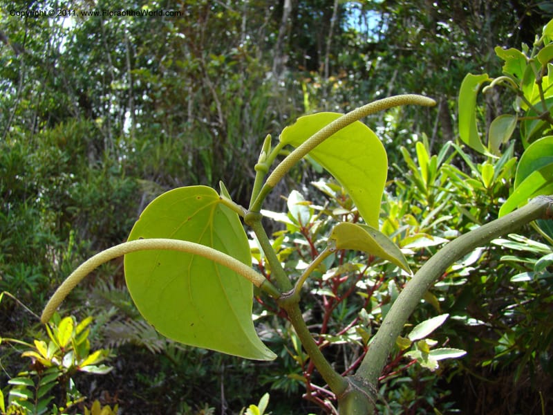 Piper, Munzinger, J 4875--New Caledonia,  Dzumac, 20 Nov 2007,  020 (1).jpg