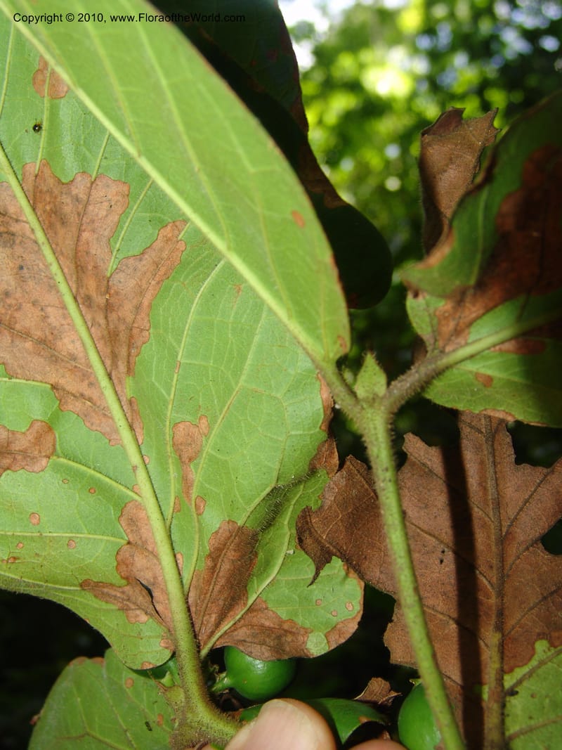 Oxyanthus haerdii, R. Gereau 6802--Tanz. Ulanga Distr.  Mbangayao Sch. 12 Feb 06. 220 (6).jpg