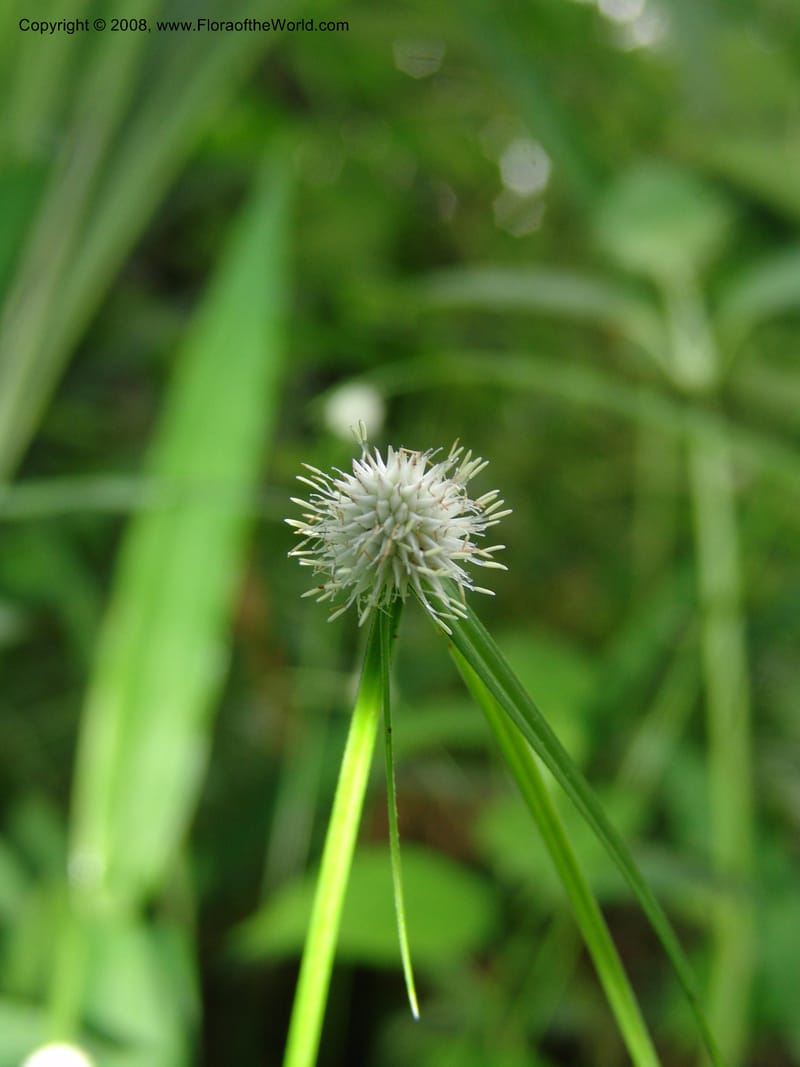 Cyperus, R.Gereua6842--Tanz. Mzelezi For. Res.  Mahenge-Sali. 15 Feb 06. 076.jpg