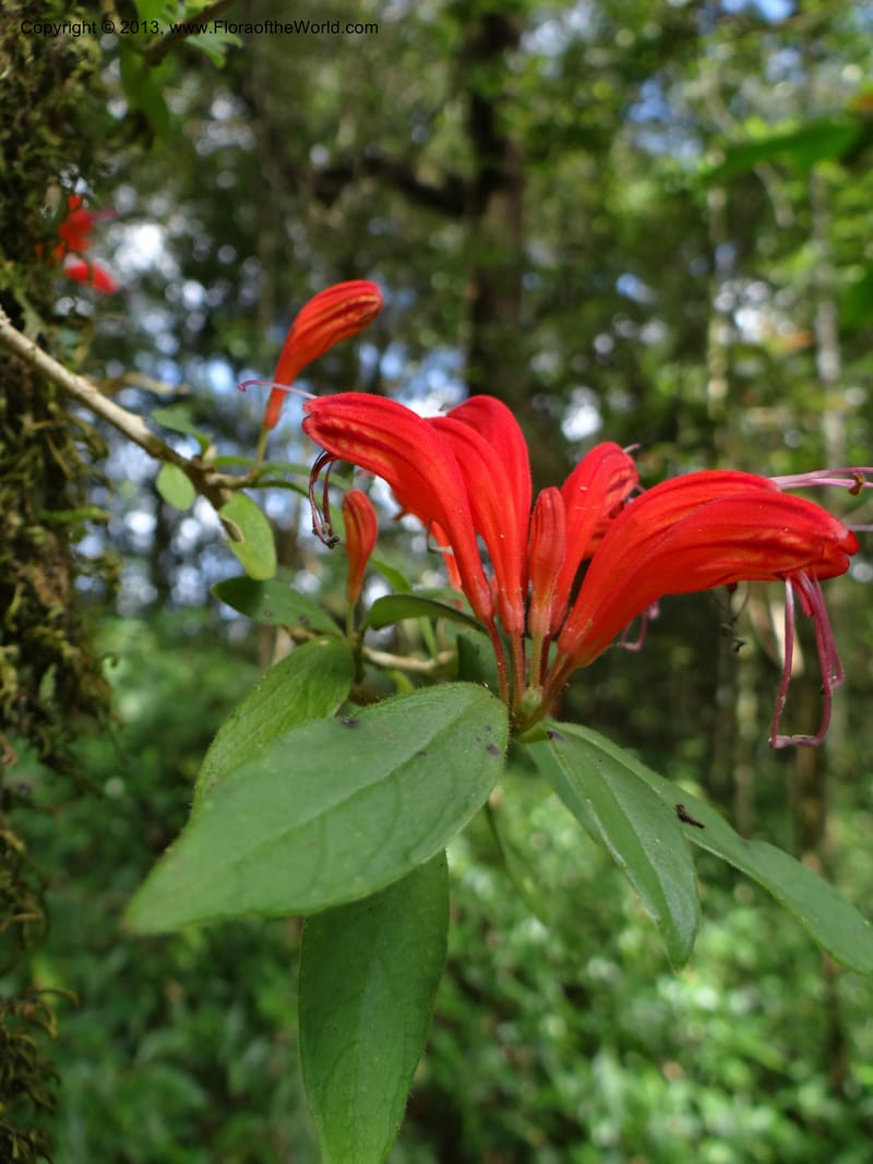 Aeschynanthus, VC 5477--Thailand. Chiang Mai Prov. Doi Suthep Pui Nat. Park. 7 Nov 2012. DSC07362 (178).JPG