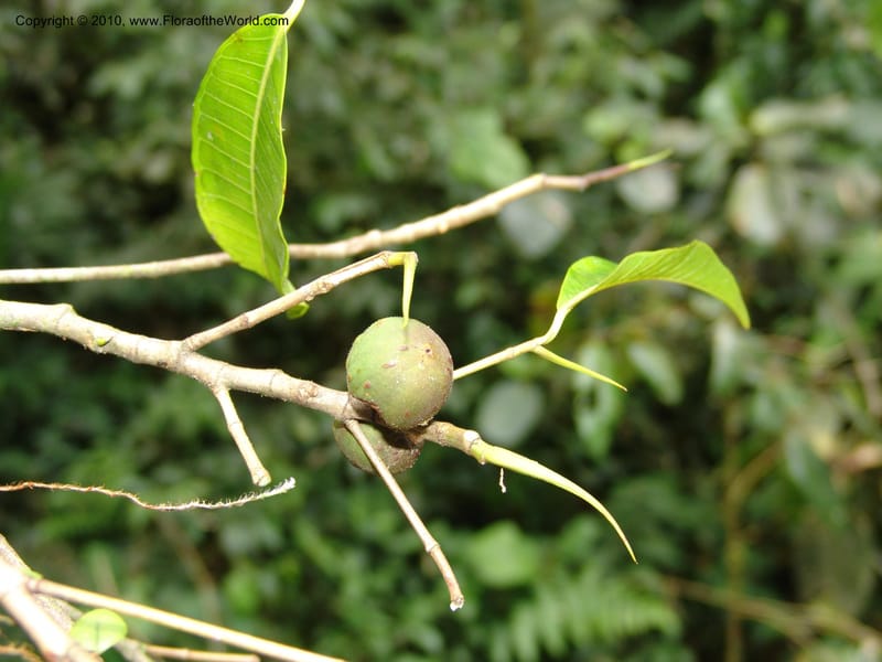 Ficus, Croat 95844--Ecuador. Maquipucuna Biol. Res. Send. del Rio. 13 Mar 06. 375 (2).jpg