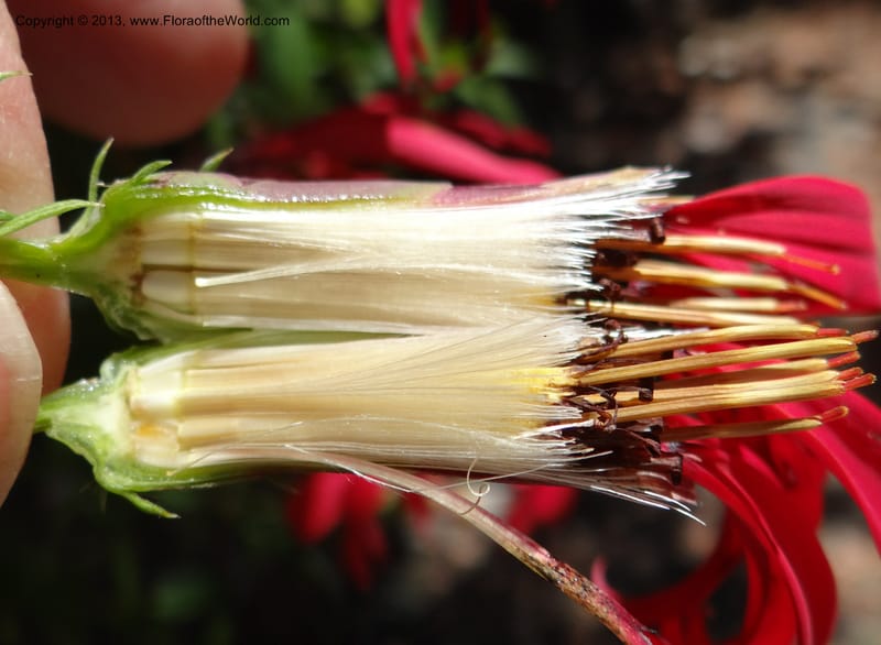 Mutisia subulata, WDS 34061--Chile. Reserva Tanume. 14 Feb 2013. DSC00747 (85).JPG