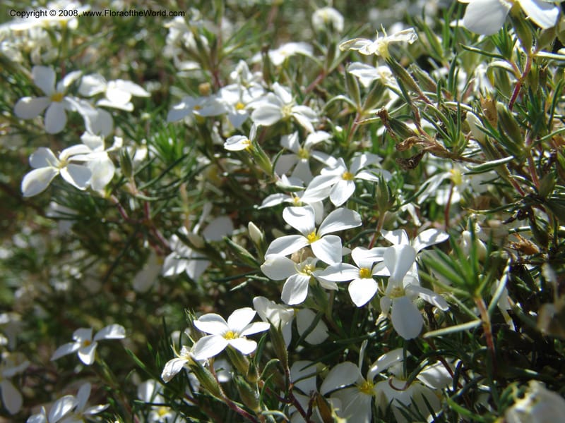 Linanthus nuttallii--AZ.  Arboretum at Flagstaff. 3 Sep 04.  145.jpg
