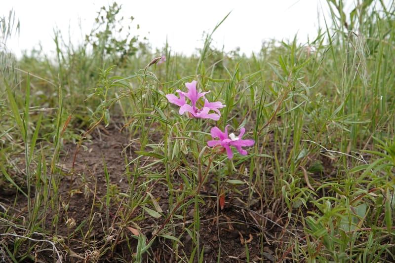 Clarkia pulchella, C. Davidson 13768--Oregon. Wallowa Co. Upper Camp Creek Canyon. 4 Jun 2018. DSC04733 (54).JPG