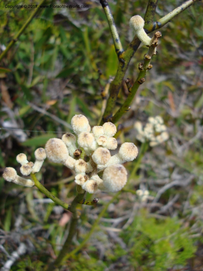 Eriaxis rigida,  Munzinger, J 4772--New Caledonia, Prov N, Col d'Amoss,  14 Nov 2007, 185 (2).jpg