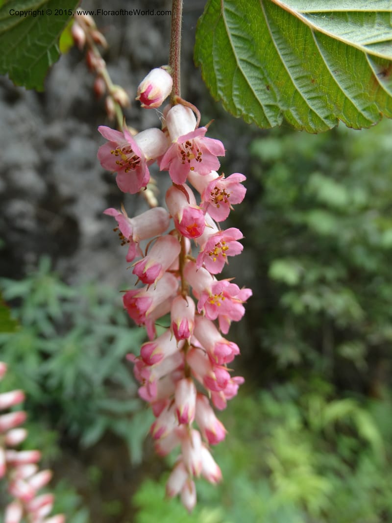Neillia thibetica, Boufford, D 43710--China. Sichuan. LongDongZhen on Rd. to LeiYuan Shan. 13 May 2014. DSC05860 (18).JPG