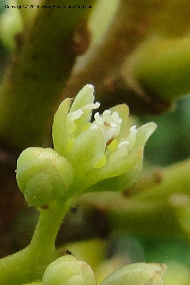 Cryptocarya, J. Munzinger 6545--New Caledonia. Tchamba. Grotie Kou. 16 Feb 2011. 092 (8).jpg