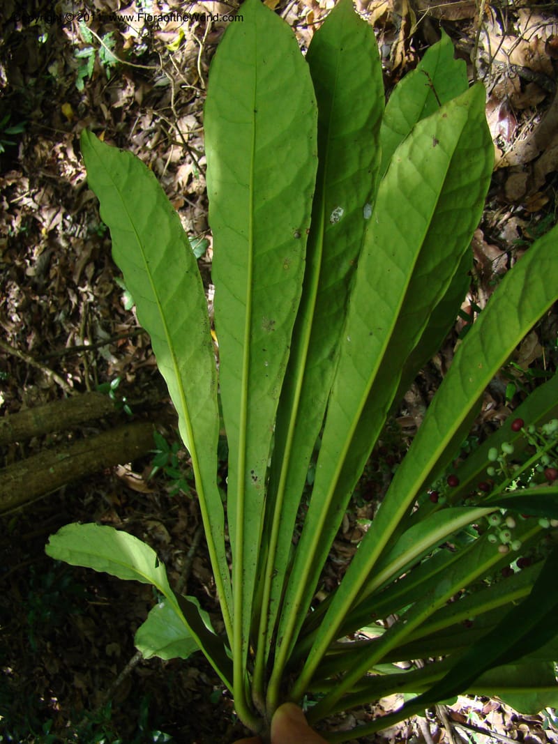 Phelline dumbeensis,  Barriera, G 131102-12--New Caledonia, Prov N, Les Trois Creeks,  13 Nov 2007, 054 (14).jpg