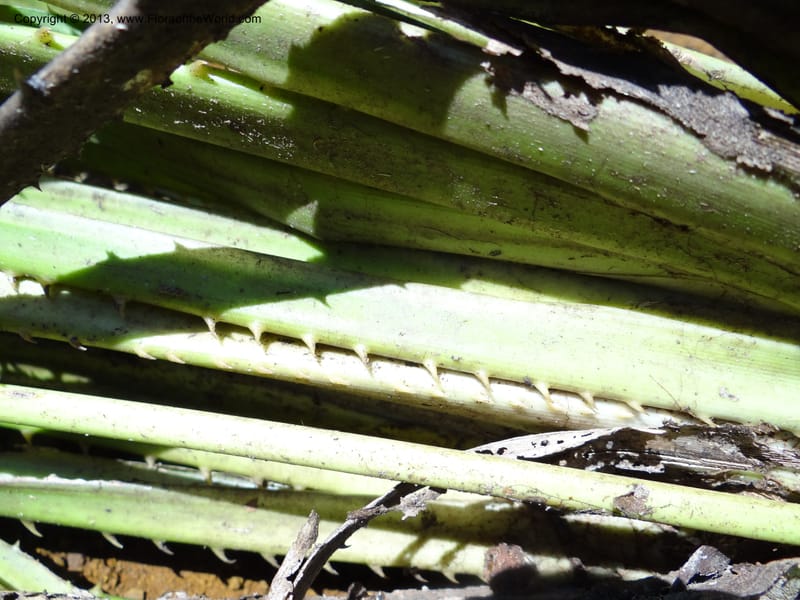 Pandanus pugnax, Callmander 1035--Malaysia, Sabah. Meliau Range. Ulu Tongod For. Res. 8 Apr 2012. DSC07780 (26).JPG