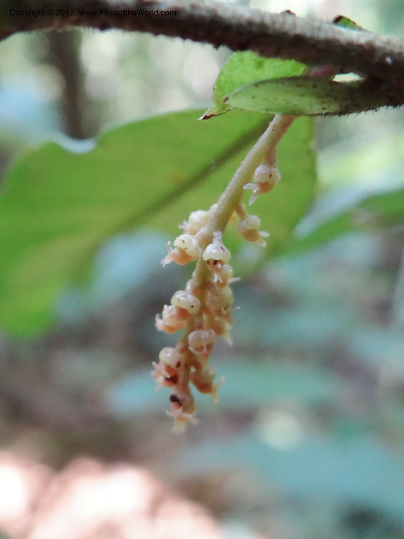Antidesma, VC 5594--Thailand. Ranong Prov. Klong Naka Wildlife Sanctuary. 14 Nov 2012. DSC09055 (86).JPG