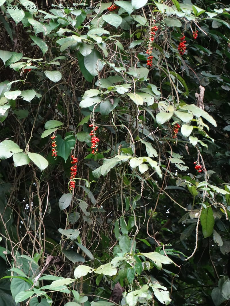 Solanum, Davidson, C 12333--Cameroon. Etome Village to Etinde. 18 Mar 2014. DSC02275 (171).JPG