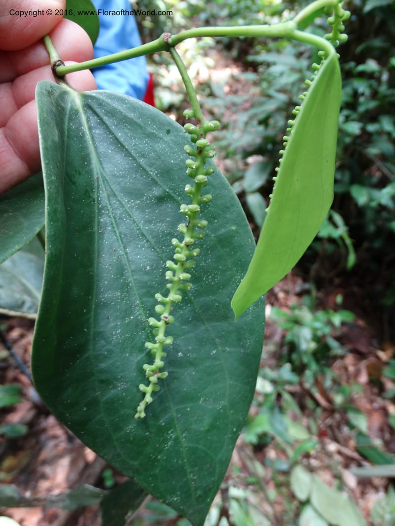 Piper, Davidson, C 12675--Sabah. Danum Valley. 4 Oct 2014. DSC01741 (239).JPG