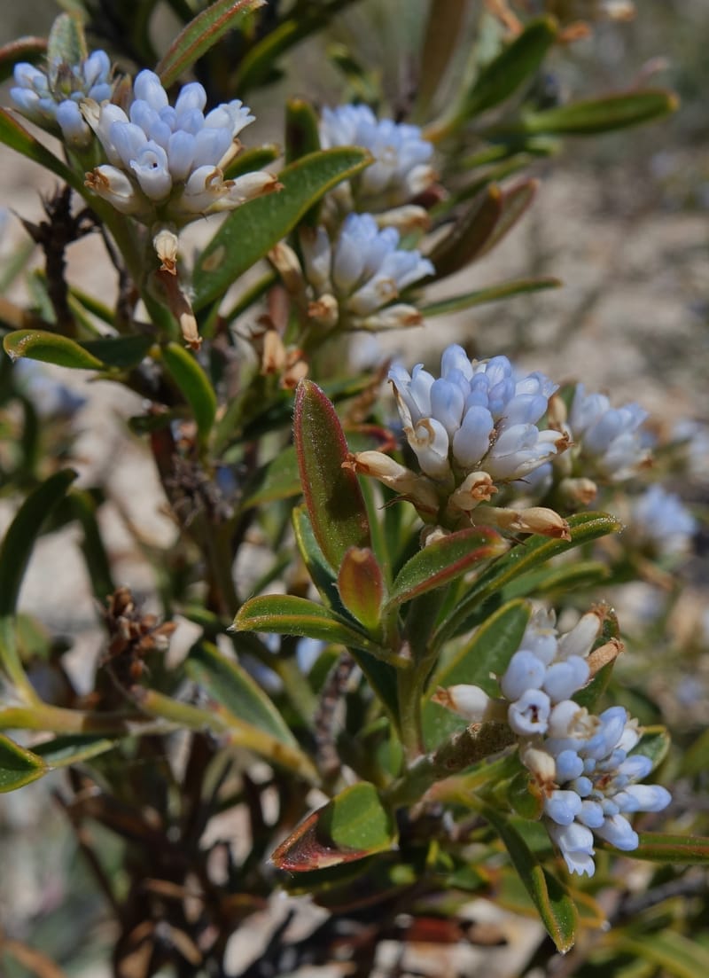 Conospermum nervosum, Davidson, C 13429--Australia. W.A. Green Head-Coorow Rd. Stop 2. 24 Oct 2016. DSC04873 (150).JPG