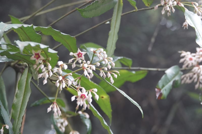 Ardisia virens, D. Boufford 44152--China. Yunnan. Bam Po village. 5 May 2018. DSC02406 (225).JPG