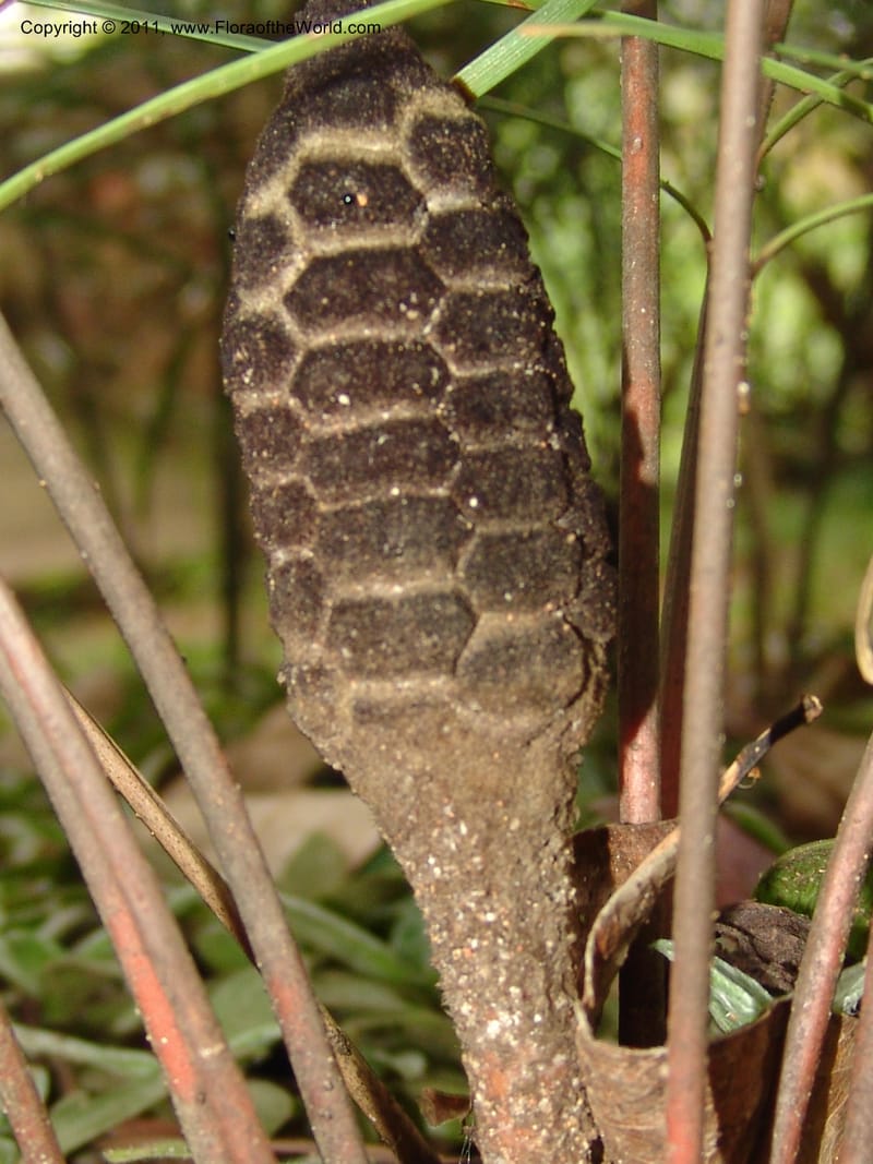 Zamia angustifolia--So.Africa. Lowveld Nat. Bot. Gard. 14 Mch 05. 442.jpg