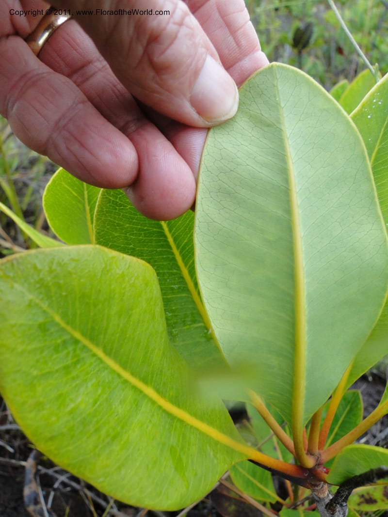 Myodocarpus, P. Lowry 7188--New Caledonia. Plaine des Lacs. NW of Grand Lac. 21 Jan 2010.1580 (5).JPG