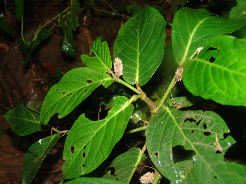 Piper longestylosum, AAraujoM1172--Bolivia. Pq. Nac. Madidi. Rio Tuichi, Rudidi Cr. 28 Nov 04. 087.jpg