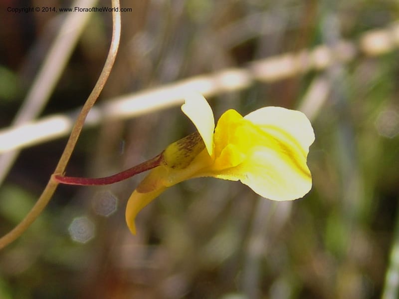 Utricularia prehensilis--So.Africa. E. Cape. Umtamvuna Nat. Res. 11 Mch 05. 268a.jpg