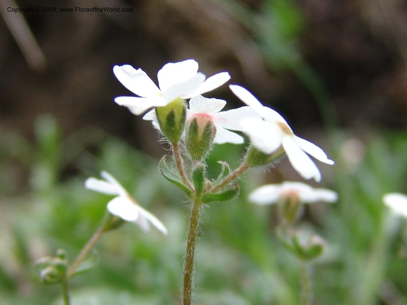 Androsace villosa--Georgia. Kazbeki . Trail-road to Sameba Church. 2 Jun 05. 166.jpg