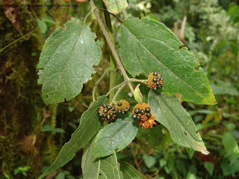 Tilesia baccata, Croat 95818--Ecuador. Maquipucuna Biol. Res. Send. Princip. 12 Mar 06. 259 (5).jpg