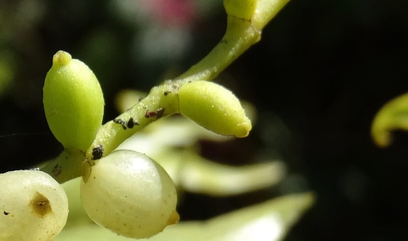 Ginalloa arnottiana, Davidson, C 12928--Sabah. Near generation plant. 28 Mar 2015. DSC01259 (11).JPG