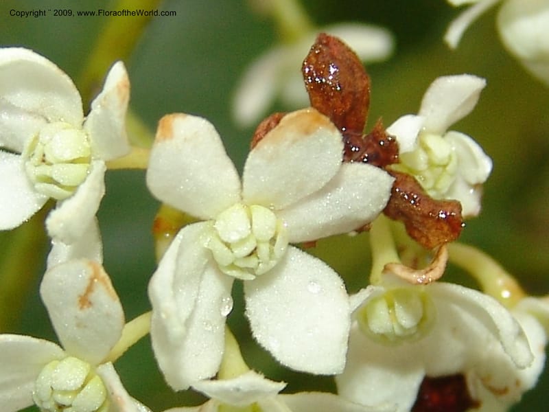 Nectandra, DNeill15748--Ecuador. Prov. Zamora Ch. Silica Mine, Las Orquideas. 15 Sep 07. 423.jpg