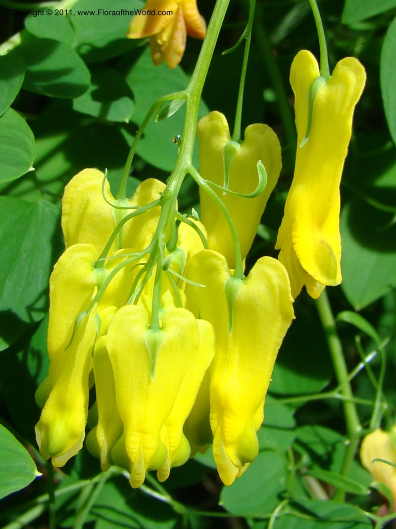 Dicentra scandens--Canada. BC. Univ. BC Bot. Garden. 27 Jul 08. 432.jpg