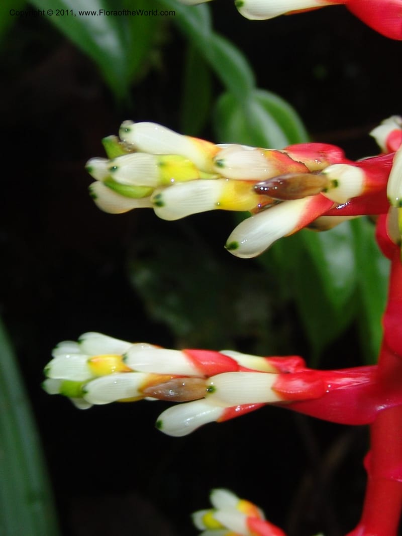 Guzmania testudinis, Croat 95114--Ecuador. Prov. Esmeraldas. Alto Tambo. 21 Feb 05. 131 (4).jpg