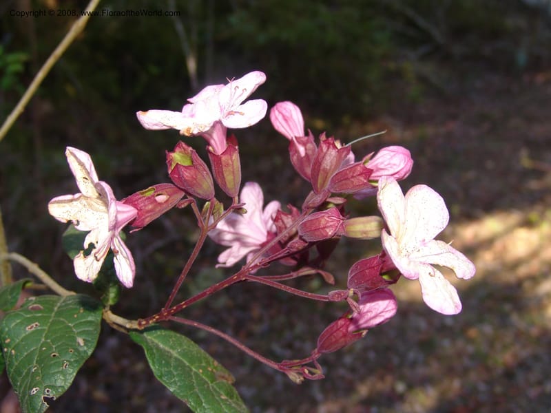Clerodendrum, ZRogers1203--Madag. Anjozorobe, Aire Protegee, E Antsahabe. 17 Nov 06. 277.jpg