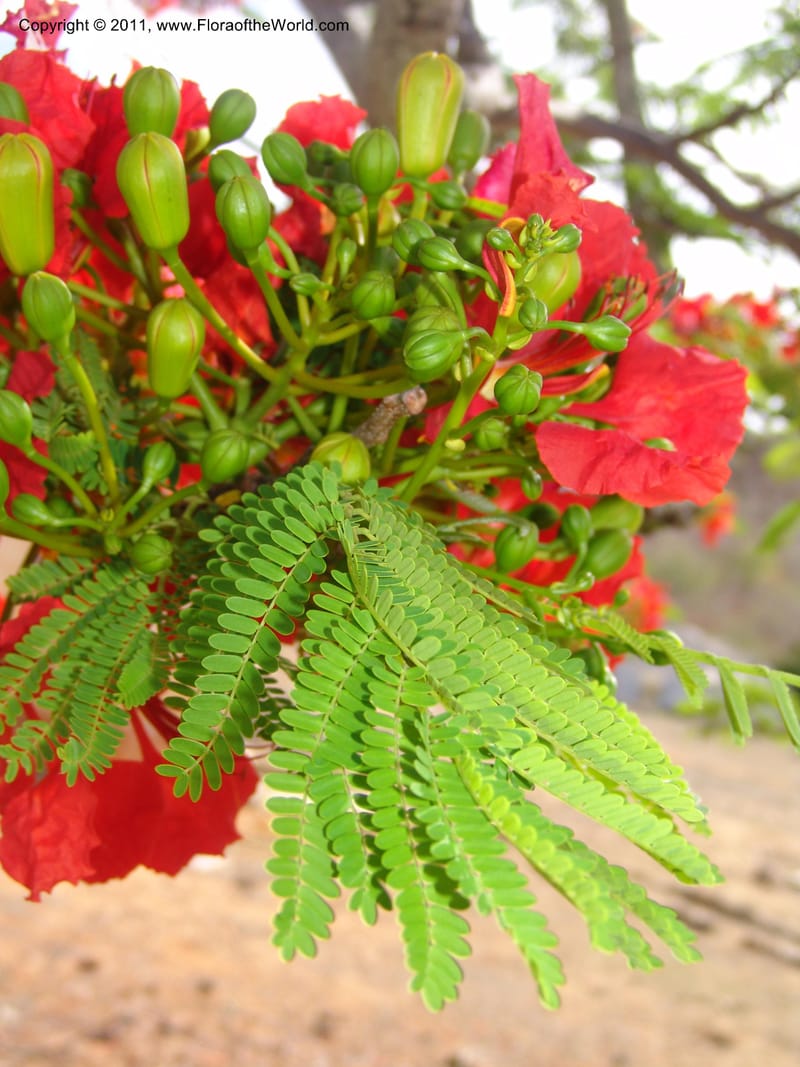 Delonix regia, ROR1560--Madag. Prov. Antsir. Orangea For. Pres. 9 Nov 06. 220 (1).jpg