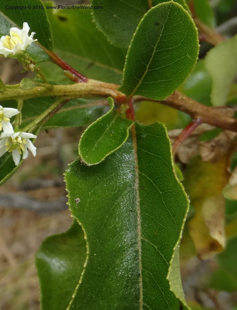 Escallonia pulverulenta--Chile. Jardin Botan., Univ. Talca. 22 Nov 2014. DSC06072 (40).JPG