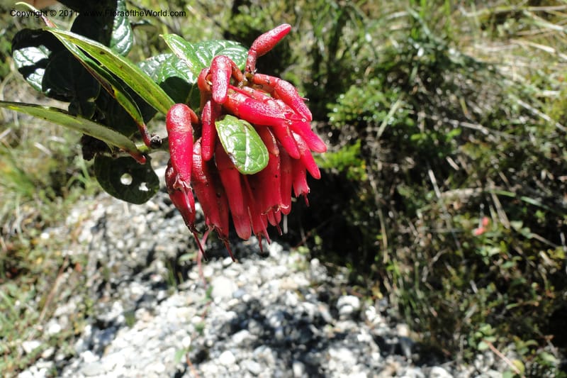 Cavendishia, Ulloa 2093--Ecuador. P. N. Sangay. 6 June 2011. 091.jpg