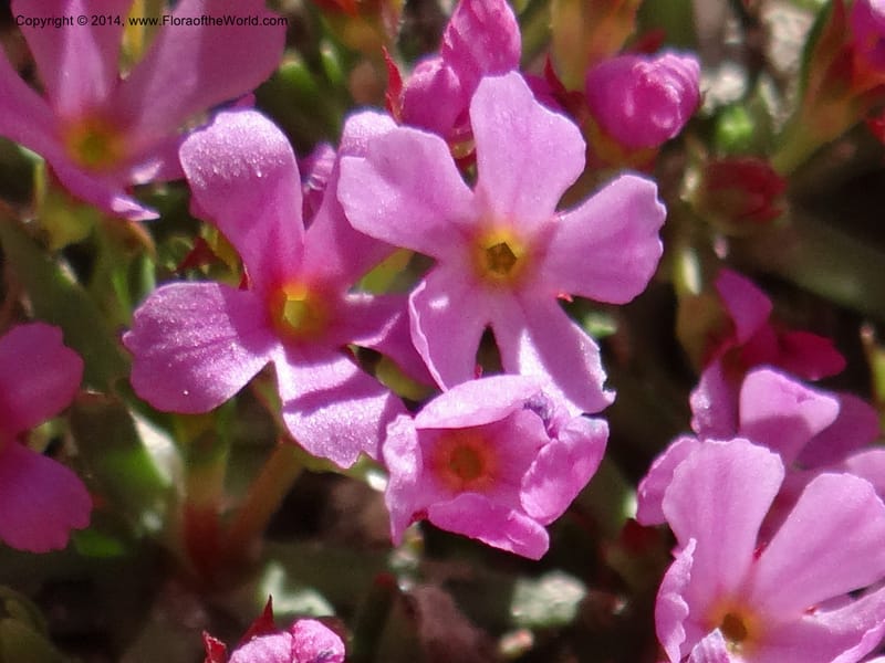 Douglasia, Davidson, C 12194--ID. Boise Co. Scott Mtn. Lookout Road. 18 Jun 2013. DSC06609 (72).JPG