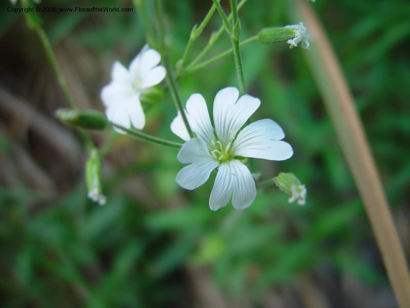 Cerastium--Italy. Tuscany. Ris. Nat. Basso Merse. 20 May 03. 188.jpg