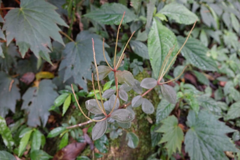 Peperomia sui, Tseng Yu-Hsin 1339--Taiwan. Xitou Nature Education Area. Giant Tree Logging Rd. 22 May 2016. DSC03924 (157).JPG