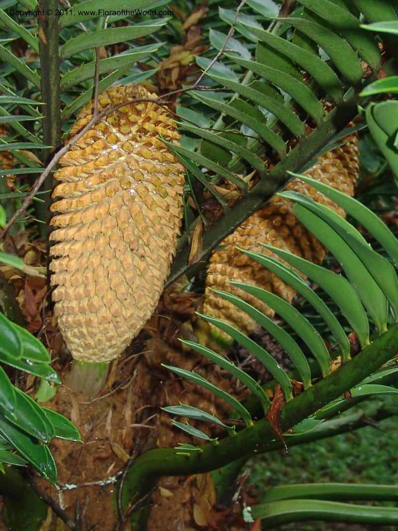 Encephalartos natalensis--So.Africa. Lowveld Nat. Bot. Gard. 14 Mch 05. 025.jpg