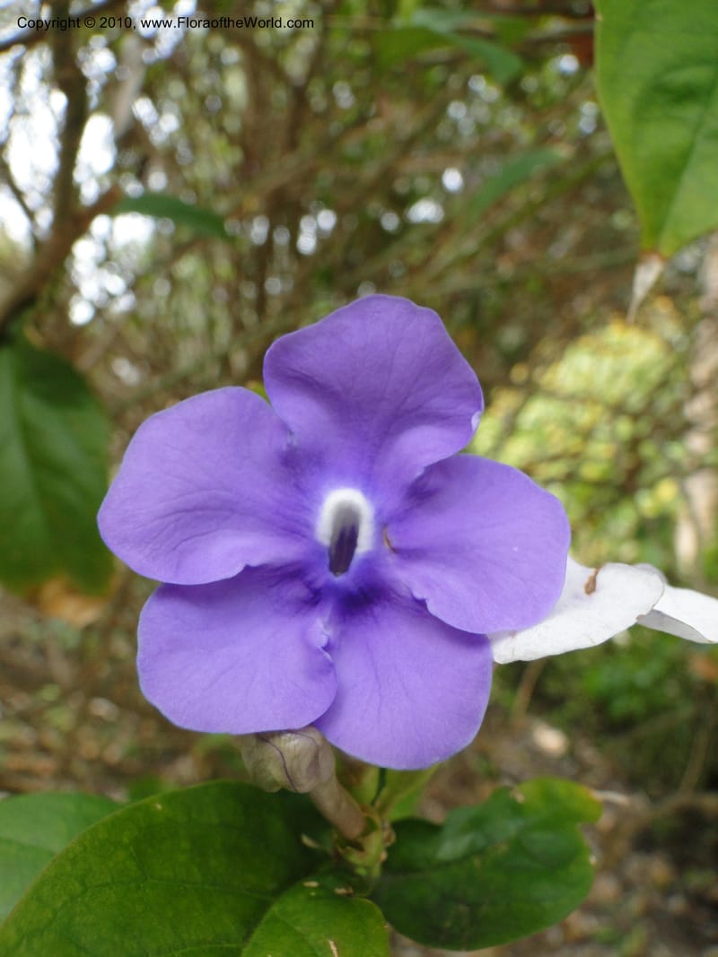 Brunfelsia grandiflora--Florida. Marie Selby Gardens, Sarasota. 16 March 2010. 236 (4).jpg