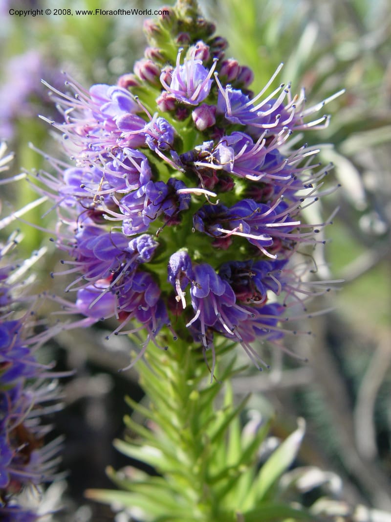 Echium fastuosum, 1999.00103--Spain. Barcelona Botanic Garden. 19 Apr 04. 007.jpg