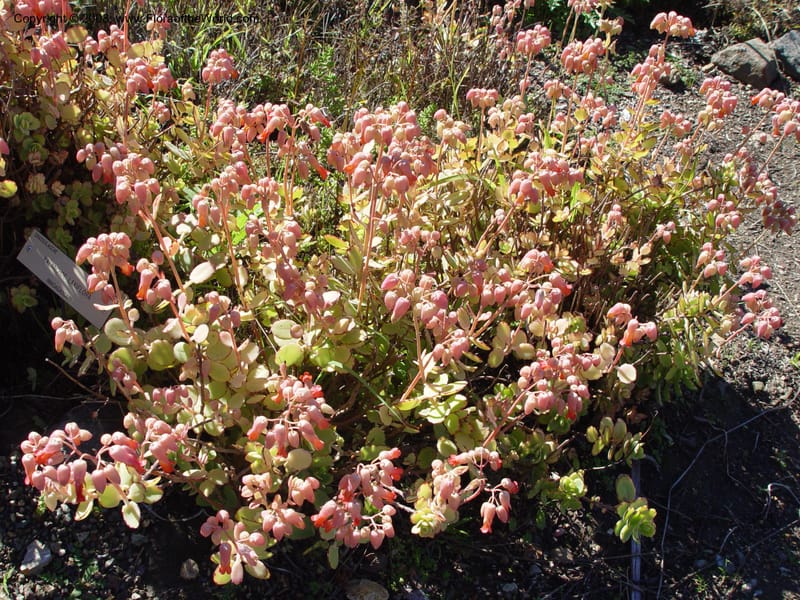 Kalanchoe laxiflora, 54.1453--CA. UC Berkeley Bot. Gard. 9 Feb 04. 082.jpg