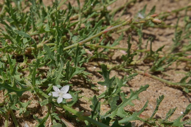 Oxygonum alatum, L. Nanyeni 1143--Namibia. B1 to Rehoboth, Frankie Fredricks St. 15 Mar 2018. DSC00565 (126).JPG