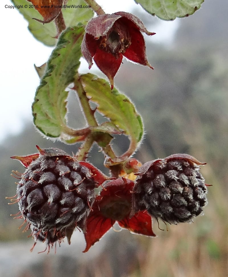 Rubus, Ulloa, C 2384--Ecuador. Azuay. Matanga. 2 Oct 2012. DSC06351 (327).JPG
