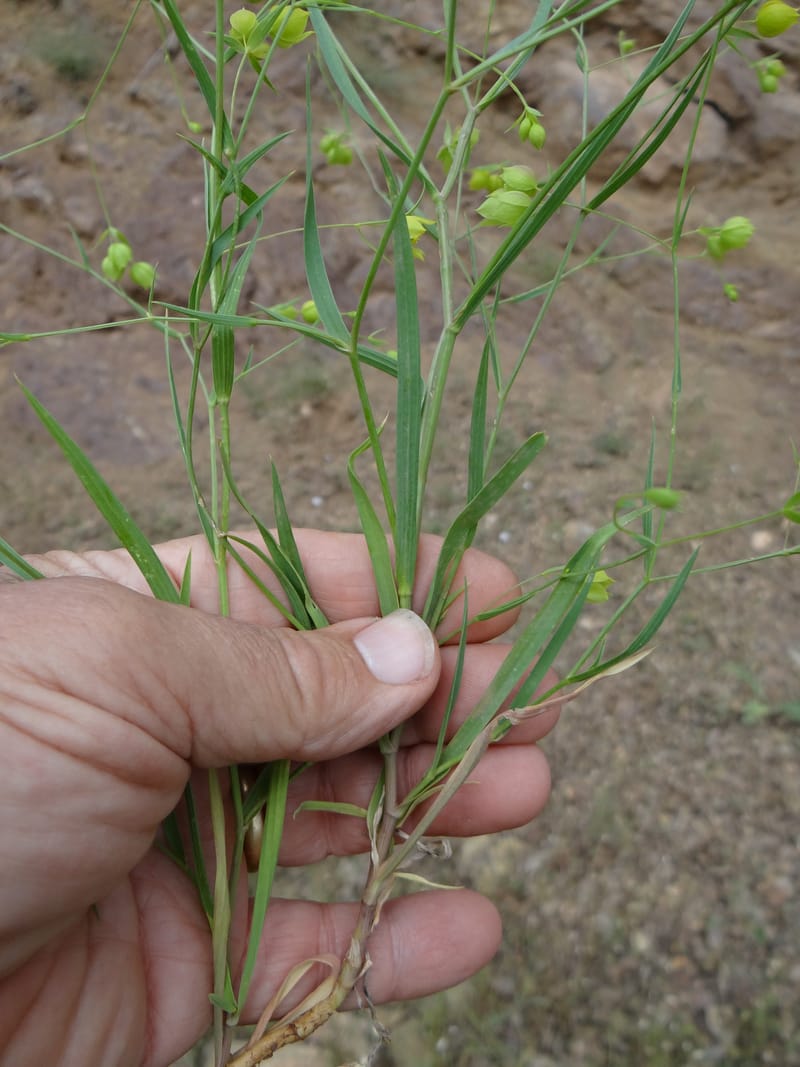Bupleurum--Kurdistan. Tawailla. Stop 3. 22 May 2013. DSC04827 (30).JPG