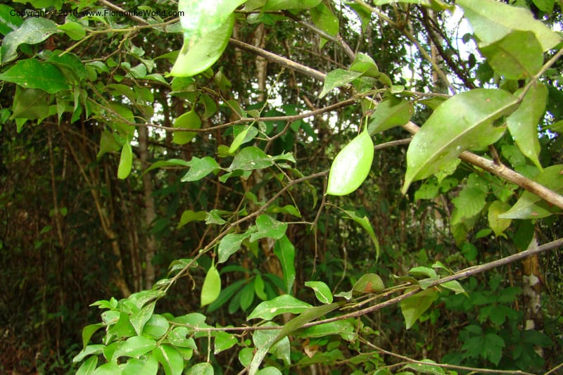 Swartzia, Vasquez 34766--Peru. Loreto. Dist. Nauta. Miraflores, Rio Tigre. 10 Nov 08. 467.jpg