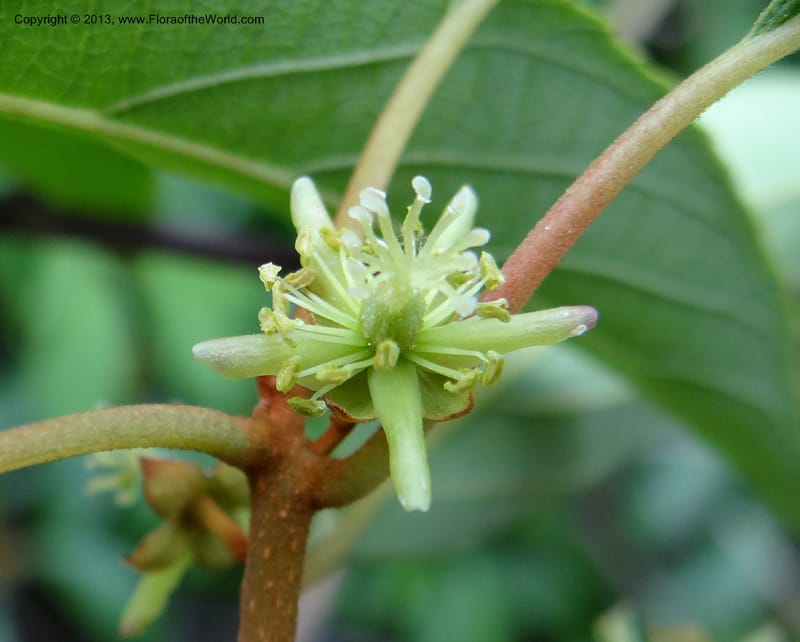 Actinidia lanceolata, Davidson, C 1205287--China. Zhejiang Prov. Shunxi Village. 28 May 2012. DSC00348 (97).JPG