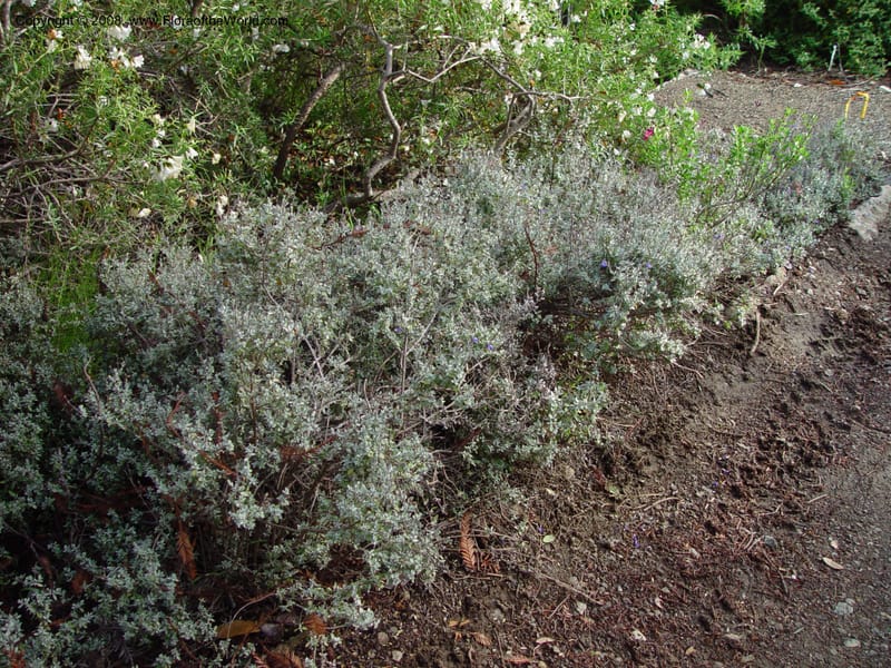 Salvia thymoides--CA. UCLA. Mathias Bot. Gard. 13 Feb 03. 140.jpg