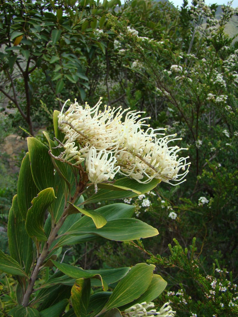Grevillea exul, JMunzinger4674--N.Caled. Dumbea Dam in Dumbea Riv. 11 Nov 07. 319.jpg